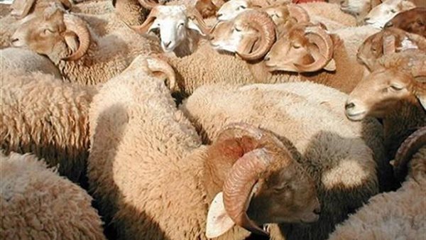 حكم شراء الأضحية بالتقسيط والتساهل في حلق الشعر والأظافر للمضحي | فيديو 