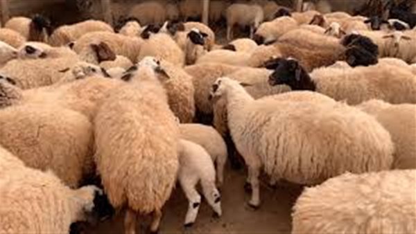 هل يجب على المتزوج من امرأتين ذبح أضحيتين؟ المفتي يجيب | فيديو