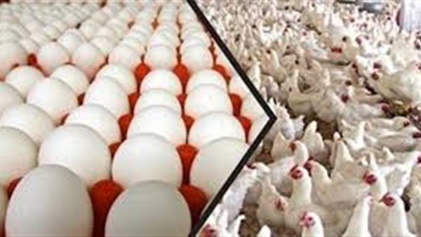 بورصه الدواجن العموميه اليوم الاحد 26 يوليو 2020