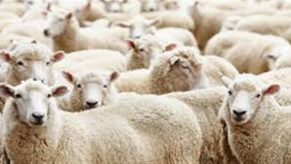 هل يجوز الاستدانة لشراء أضحية العيد ؟ الإفتاء تجيب | فيديو