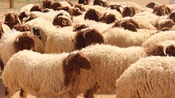 شروط الذبح في العيد وكيفية توزيع الأضحية | فيديو