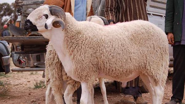  هل ذبح الأضاحي ينقل فيروس كورونا؟ الصحة العالمية تجيب