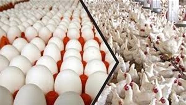 اسعار الدواجن يوم بيوم | بورصة الدواجن والبيض اليوم السبت 1 اغسطس 2020