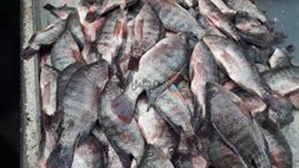 أسعار الاسماك اليوم الاثنين 20 يوليو 2020