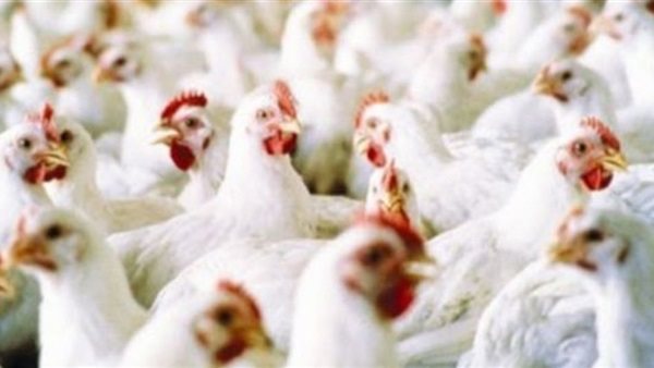 أسعار الدواجن يوم بيوم الأربعاء 5 أغسطس 2020