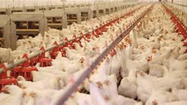 بورصة الدواجن الرئيسية اليوم الخميس 6 اغسطس 2020