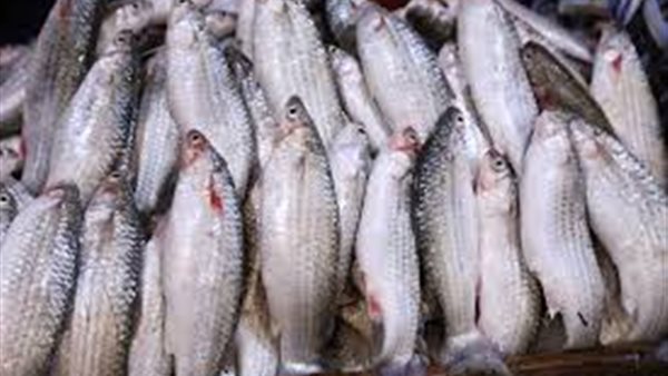 أسعار الاسماك اليوم الجمعة 7 اغسطس 2020