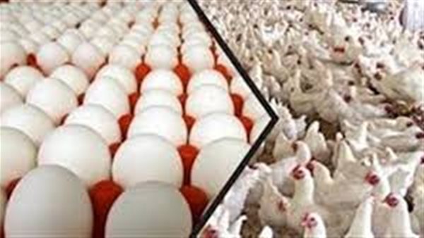 بورصة الدواجن العمومية اليوم الثلاثاء 11 اغسطس 2020