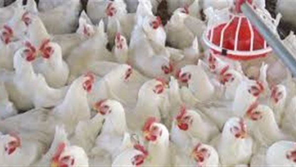 بورصة الدواجن اليوم الاربعاء 12 اغسطس 2020