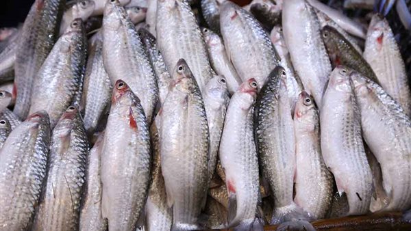 أسعار الاسماك اليوم الثلاثاء 21 يوليو 2020