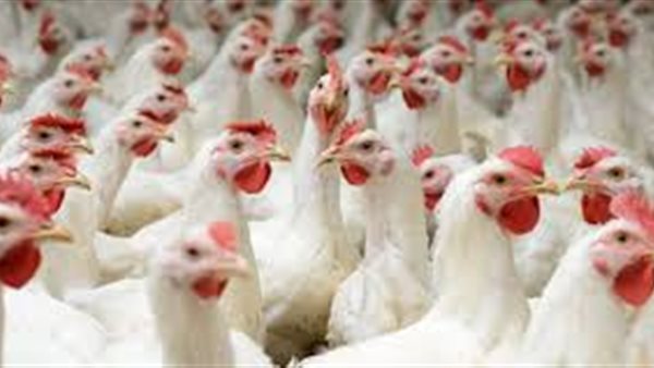 بورصة الدواجن الرئيسية اليوم السبت 15 أغسطس 2020