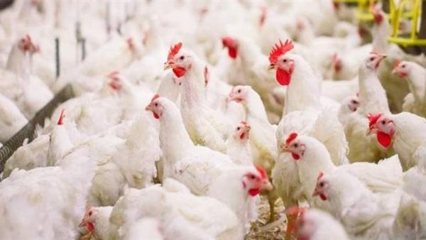 بورصة الدواجن العمومية اليوم الأربعاء 19 أغسطس 2020