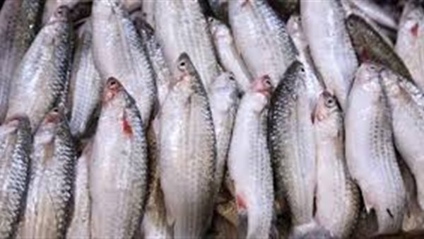 أسعار الاسماك اليوم السبت 22 أغسطس 2020