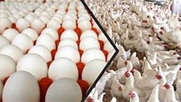 بورصة الدواجن العمومية اليوم السبت 22 أغسطس 2020