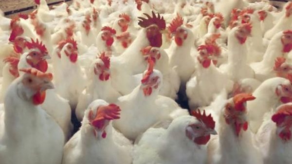 بورصة الدواجن العمومية اليوم 23 أغسطس 2020