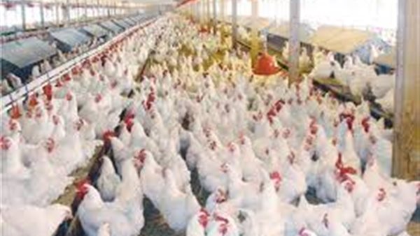 أسعار الدواجن اليوم الأحد 16 أغسطس 2020