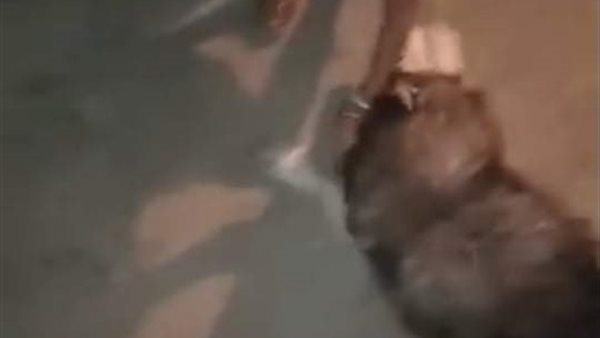 ترويع طفلة بواسطة كلب شرس بسطح منزل في الغربية | فيديو