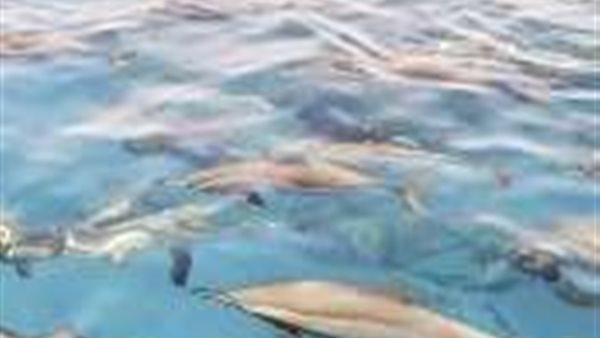 رعب في البحر الأحمر.. رواية غامضة حول «دلافين الموت» في مرسى علم