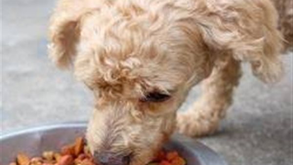 طعام الكلاب المجفف ينذر العالم بنهاية قريبة.. ما العلاقة بينهما؟