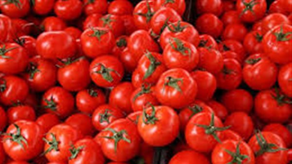 بعد ارتفاعها الجنوني.. الزراعة تكشف أسباب زيادة أسعار الطماطم وموعد انخفاضها | فيديو