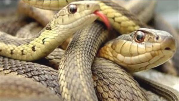 بهذا المكان ..العثور على تمساح وثعابين في القاهرة 