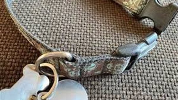 يسير على يديه وقدميه.. سيدة تقيد زوجها بسلسلة كلب وتمشي به في الشارع