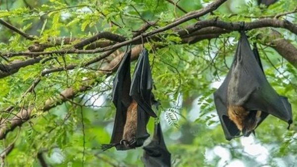 أشد خطورة وفتكا .. كل ما تريد معرفته عن فيروس نيباه واسع الانتشار | فيديو