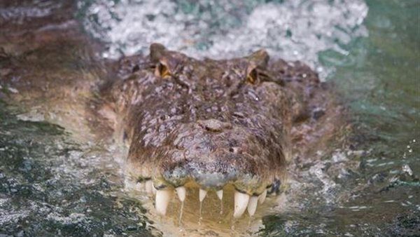 مشهد يحبس الأنفاس.. سباح يكسر فكي التمساح قبل أن يبتلع رأسه | شاهد