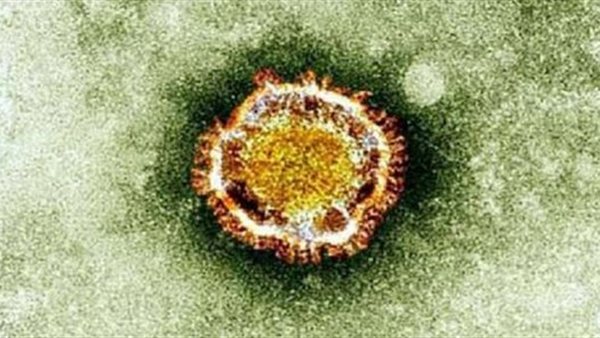 طبيب شهير يحسم الجدل ..هل وصل فيروس نيباه إلى مصر؟