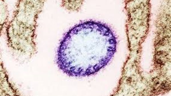 مفاجآت يفجرها طبيب شهير.. لماذا ظهر فيروس نيباه الآن؟ | فيديو 