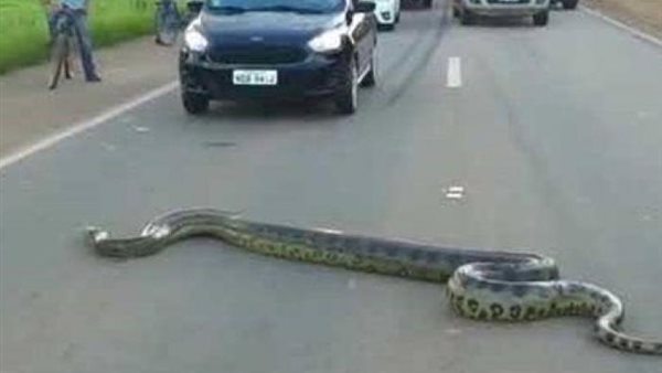 لعبور الشارع..أفعى كوبرا ضخمة توقف حركة المرور 30 دقيقة | فيديو