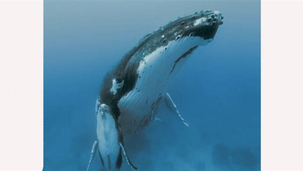 مشهد حوت يحتضن صغيره يشعل مواقع التواصل الاجتماعي | فيديو 