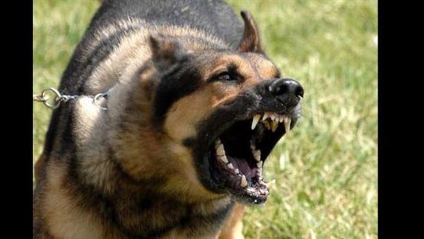 صاحبهم قال لهم هاتوه..كلبان شرسان يمزقان فروة رأس طفل
