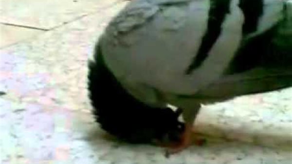 سبحان الله .. حقيقة سجود حمامة في الحرم المكي | فيديو