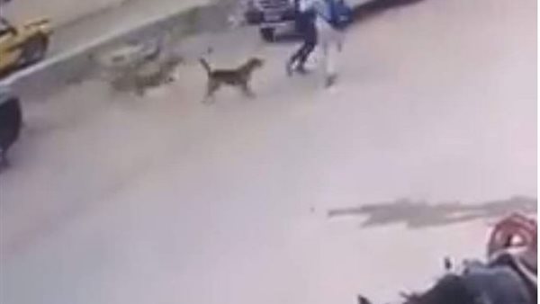 لقطات صادمة..لحظة دهس سيارة لشابين حاولا الهرب من كلاب ضالة بالبدرشين | فيديو