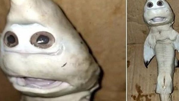 بوجه إنسان..صياد يعثر على سمكة قرش غريبة | فيديو 