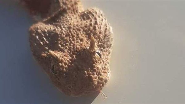 مشاهد صادمة .. لحظة هجوم 10 أفاعٍ سامة على أب ونجله داخل بئر فى مطروح | فيديو 