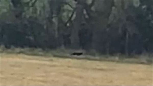 يثير الرعب .. مخلوق غريب وضخم يظهر في أحد الحقول