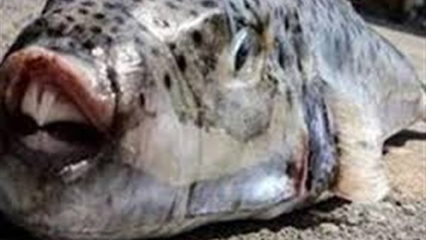 بعد ضبط أسماك سامة تسبب الوفاة .. الفلاحين توجه رسالة عاجلة للمواطنين