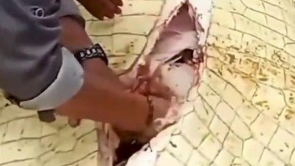لقطات مروعة .. لحظة إخراج جثة طفل كاملة ابتلعها تمساح | شاهد