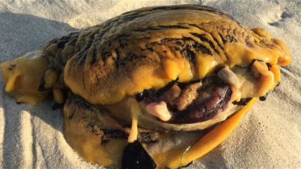 أحدث ضجة كبيرة..ظهور مخلوق غريب على أحد الشواطئ