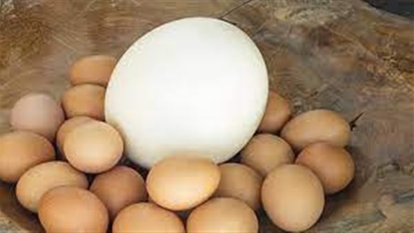 مفسرة أحلام تكشف مفاجآت .. ما معنى رؤية البيض والثعبان والفار  في المنام؟ | فيديو