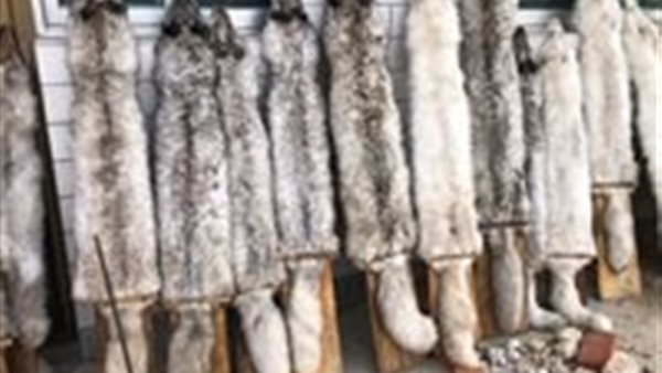 قنبلة موقوتة .. كارثة جديدة قادمة من معمل في الصين بسبب الكلاب