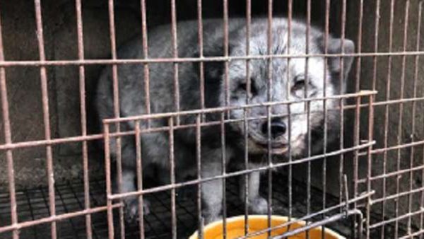 لن تتوقع مصدره..الصين تهدد العالم بوباء محتمل أشد فتكا من كورونا