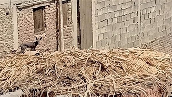 الطب البيطري يحذر الأهالي..ظهور حيوان غريب في المنوفية