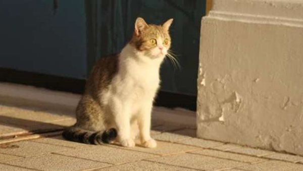 عندها اكتئاب ومن حقها تدلع.. فسحة وفوتوسيشن للقطة ياسمين | شاهد