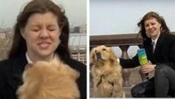 شاهد ما حدث.. كلب ينقض على مذيعة خلال بث مباشر | فيديو