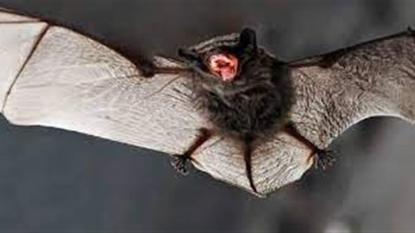 أعراض قاتلة.. علماء يكتشفون فيروسا فتاكا في الخفافيش 