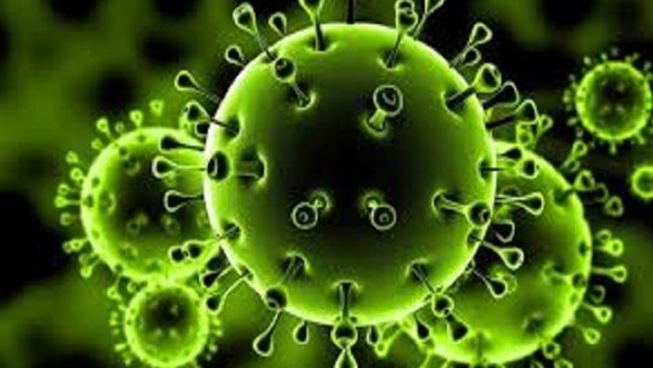 غير الخفافيش ..الصحة العالمية تكشف عن حيوان تسبب فى انتشار فيروس كورونا | فيديو