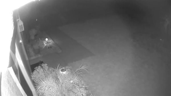 السوشيال ميديا تحسم الجدل..كاميرا تلتقط ديناصورا في الشارع | فيديو